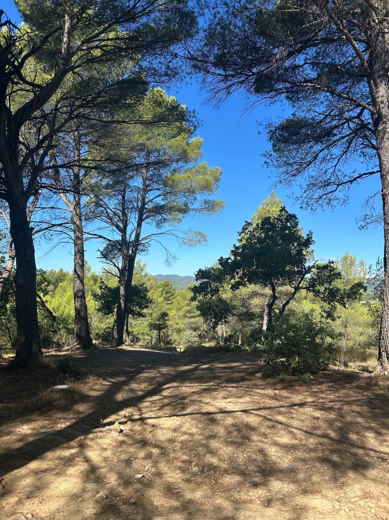 Sous-bois de Sainte-Tulle - Sainte-Tulle