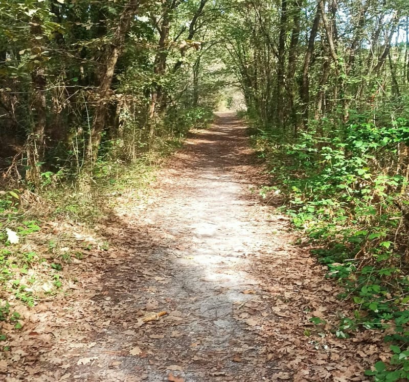 Dans les bois à Le Pian Médoc - Le Pian-Médoc