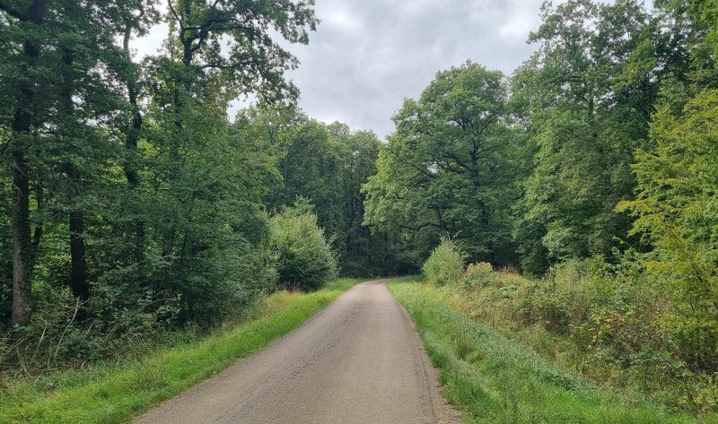 Forêt Gremecey et Pré des Loups - Fresnes-en-Saulnois