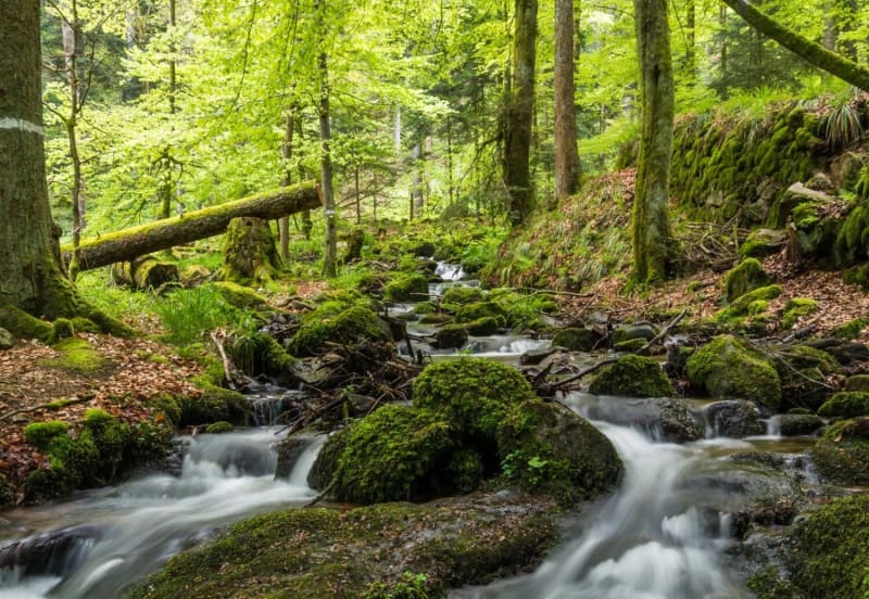 Sentier de randonnée à la cascade de la Serva