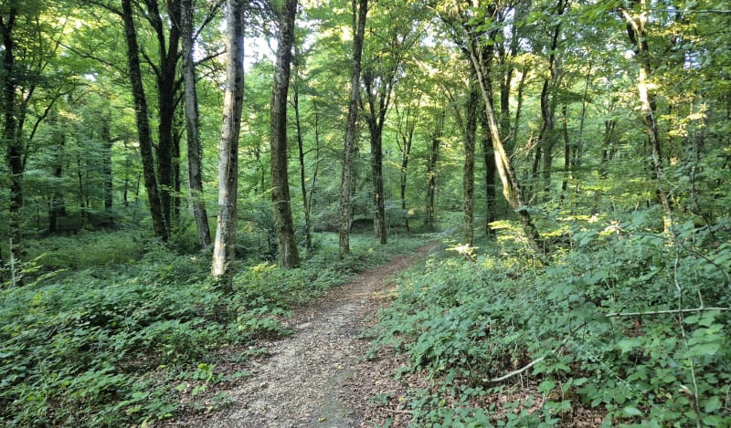 Petite balade en forêt de Bethoncourt - Bethoncourt