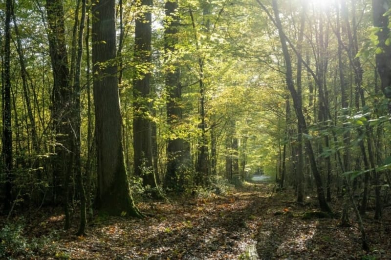 Balade des Terriers, entre route et forêt - Le Ménil-Broût