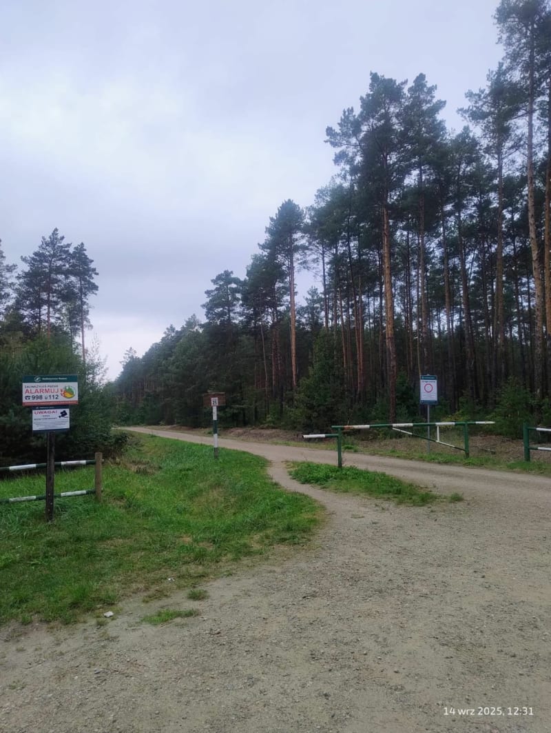 Skaryszew- spacer po lesie - Skaryszew