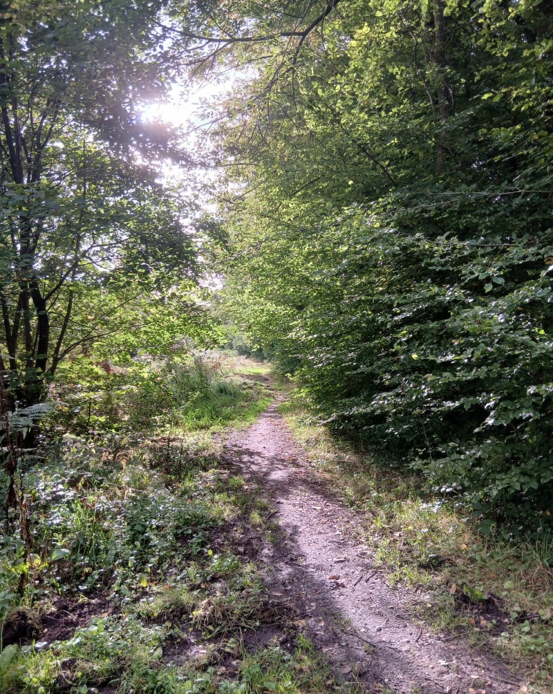 Forêt de la Londe-Rouvray - La Londe
