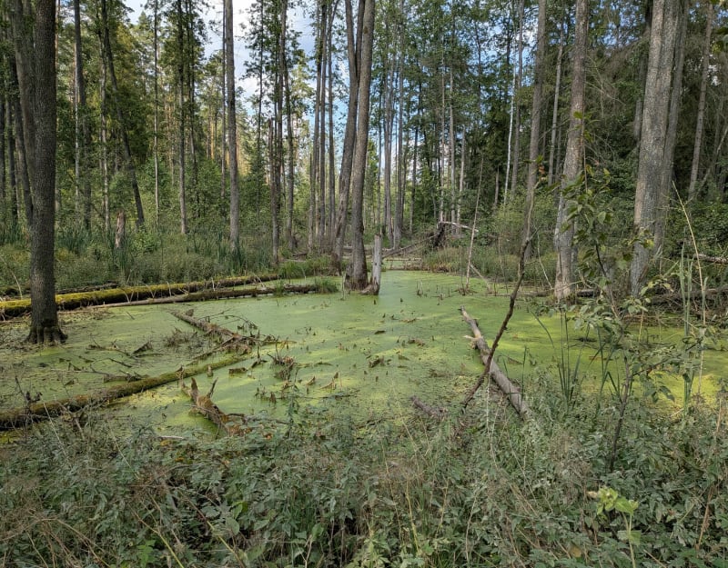 Szlak Siriusz - Wasilków