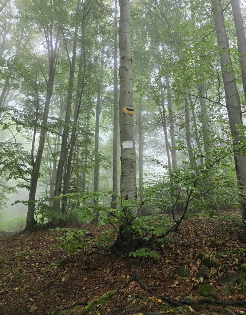 Czupel z Czernichowa - Czernichów