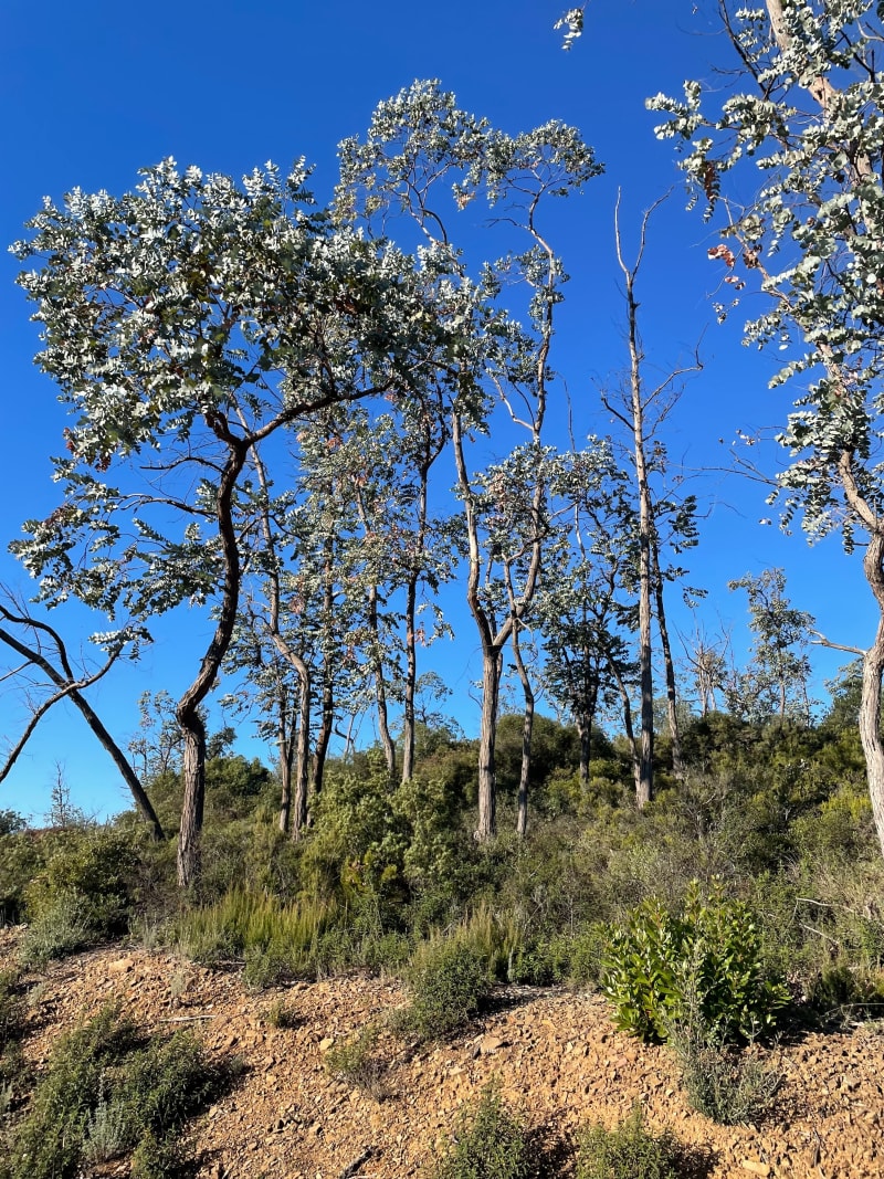 Forêt des eucalyptus - Cessenon-sur-Orb