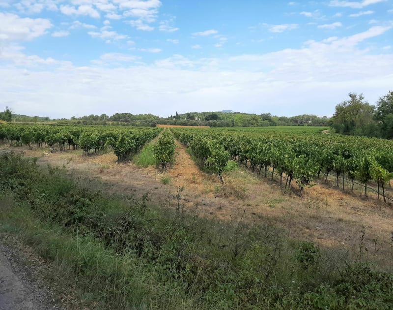 Balade autour de ceceles - Jacou