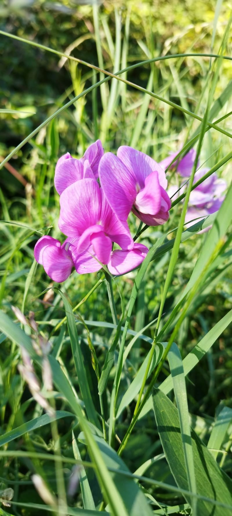 Belle balade en forêt depuis Verlin - Verlin