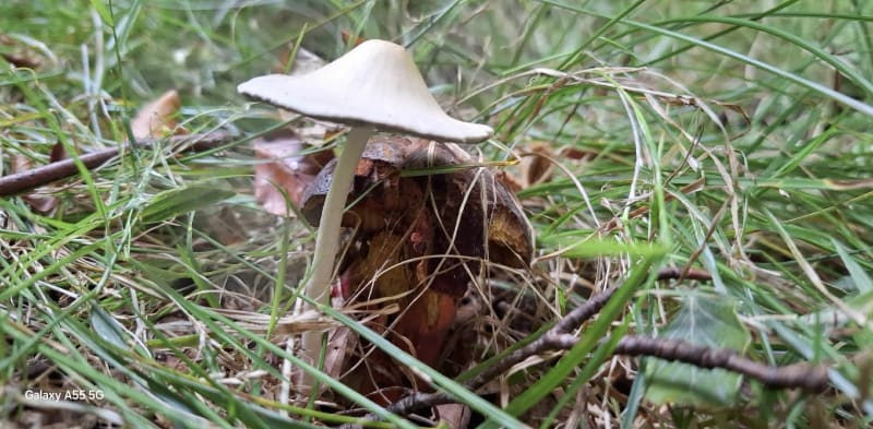 Forêt de cerisy - Montfiquet