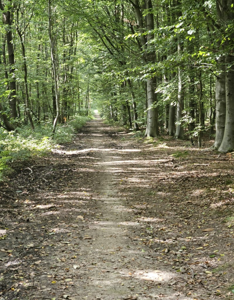 Bois Guillaume Forêt domaniale verte Parcours découverte - Houppeville