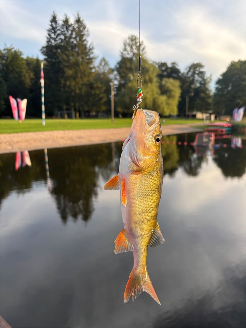 Blisko campu i Tarda - Tarda