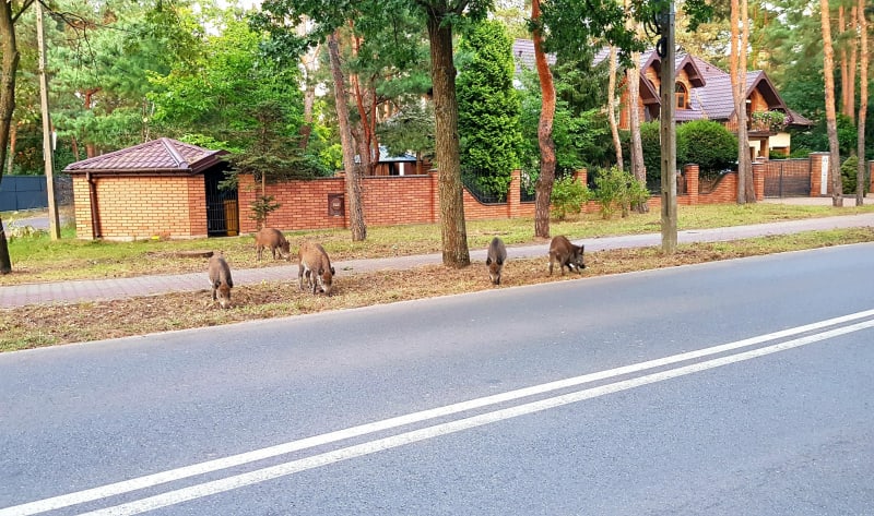 Warszawa, Wewer, Wilanów, Mokotów i Praga Południe - Warszawa