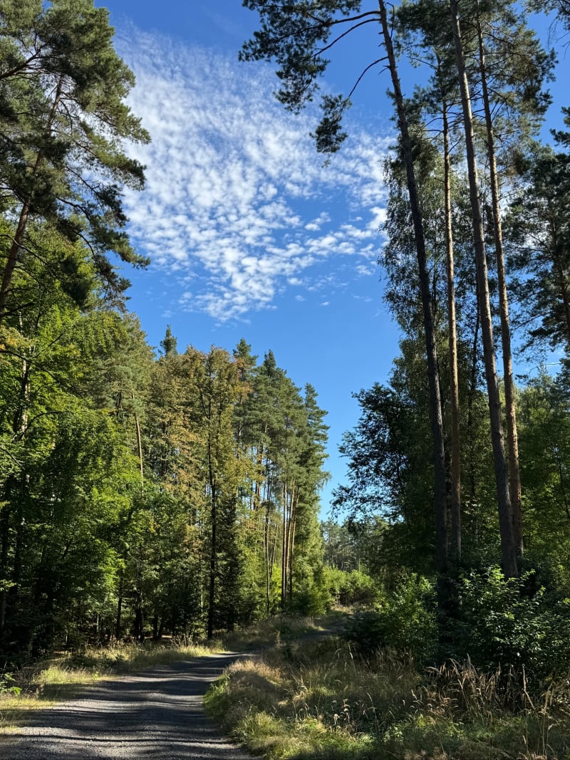 Eksploracja lasów i Legnica - Legnica