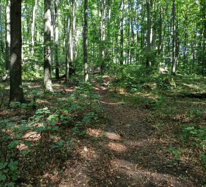 Rezerwat Sokole Góry - Olsztyn