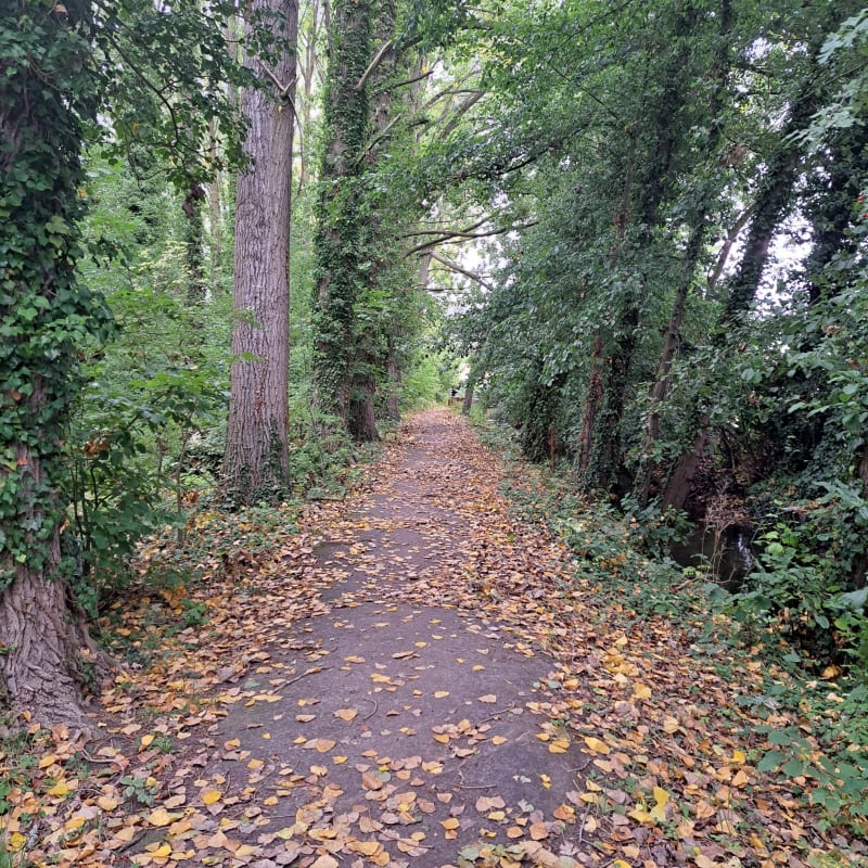 Balade dans les bois à proximité de Béthune - Béthune