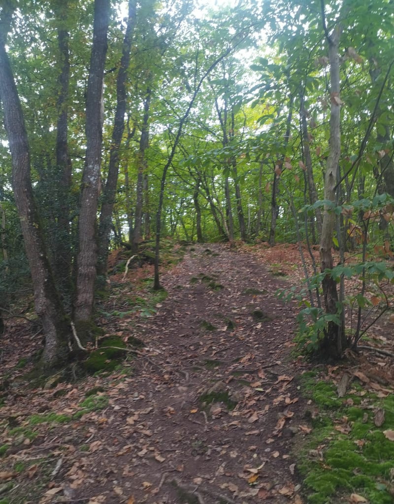 Sortie au Bois de l'Huisserie par l'Aubépin - Laval