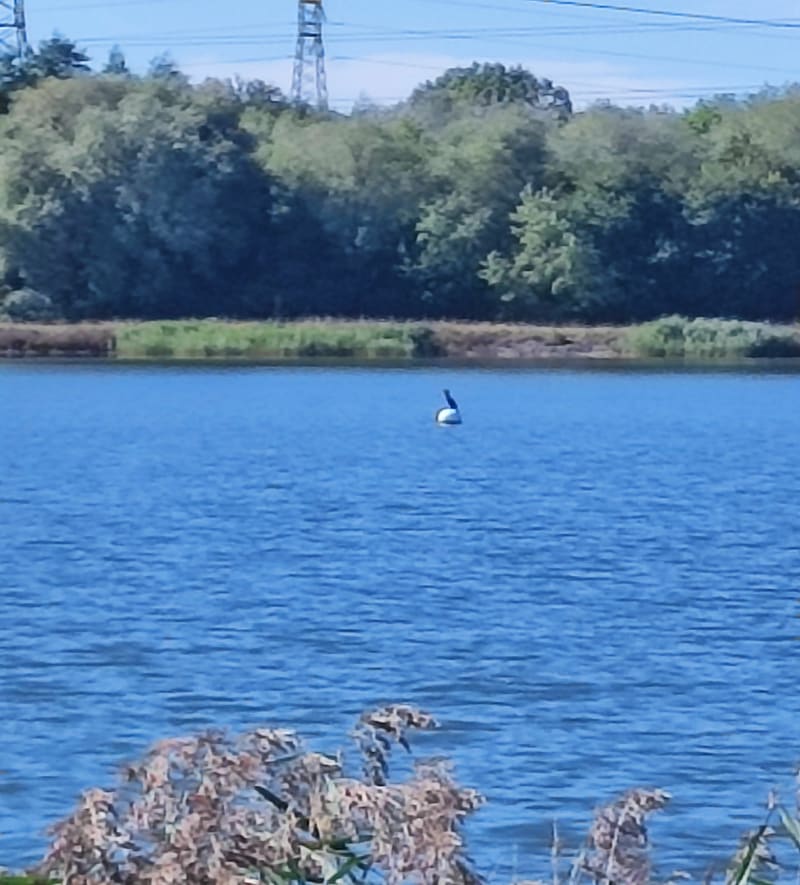 Ceinture boisée vers le Lac du Puytouck - Grande-Synthe