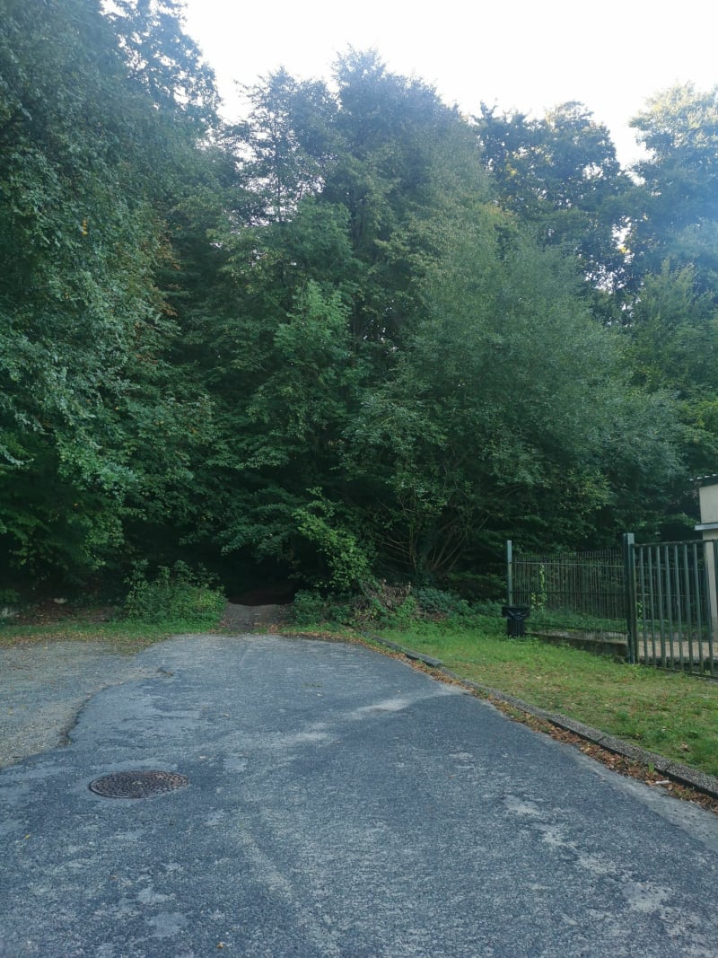 Balade dans la forêt d'Ollencourt - Tracy-le-Mont