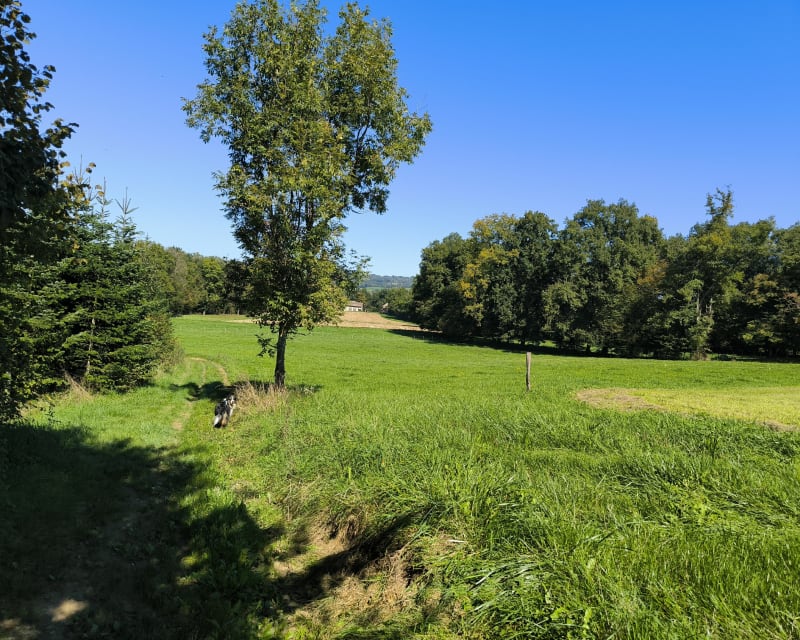 Sales par les champs et Germonex - Sales