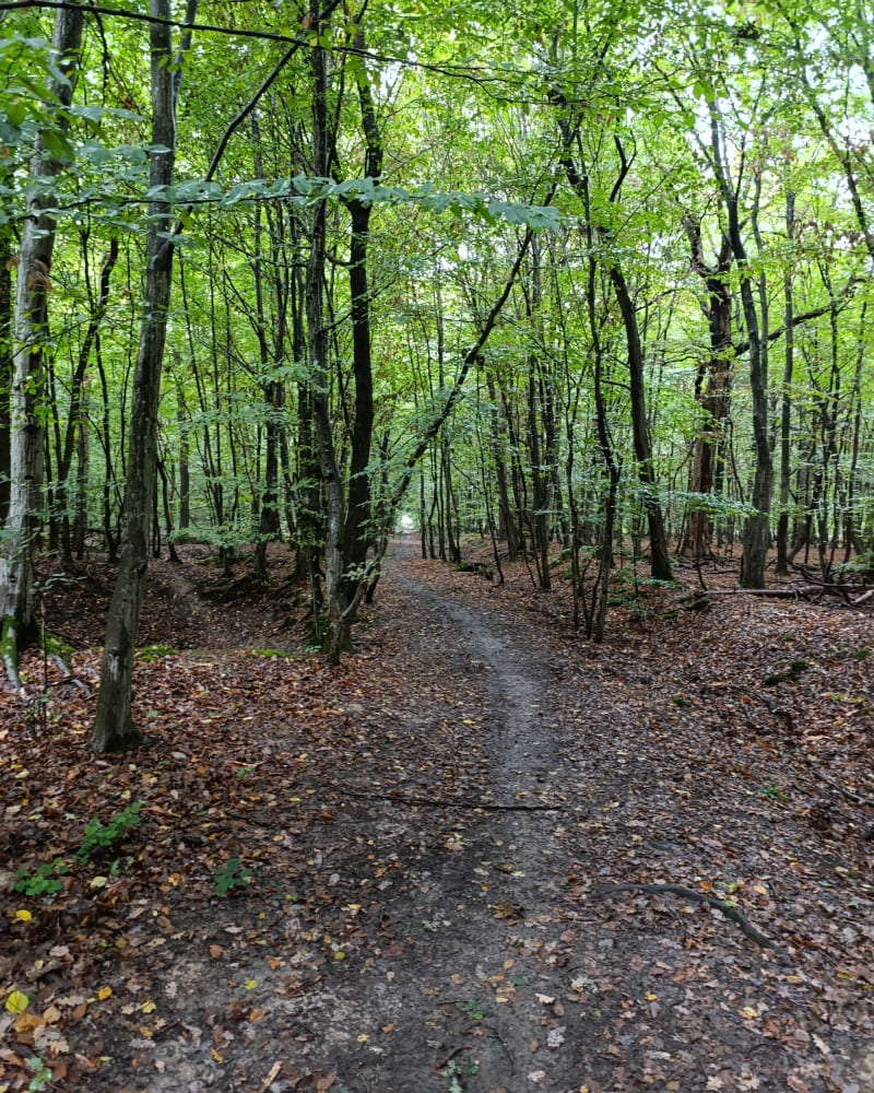 Petite randonnée sous la pluie en  forêt de Sénart - Montgeron