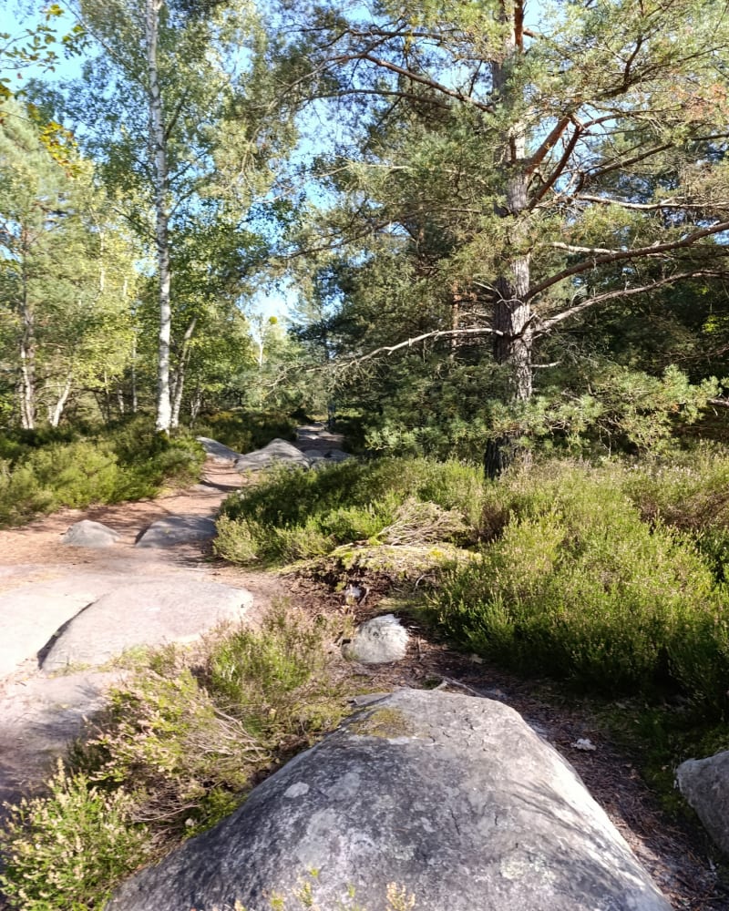 Petit tour du côté de Fontainebleau et Platières - Fontainebleau