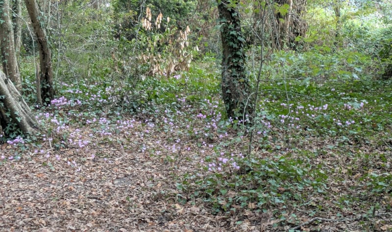 Balade au bois de Thouars, boucle rouge - Talence