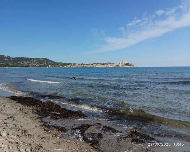 Plage de la Pinède Calvi - Calvi