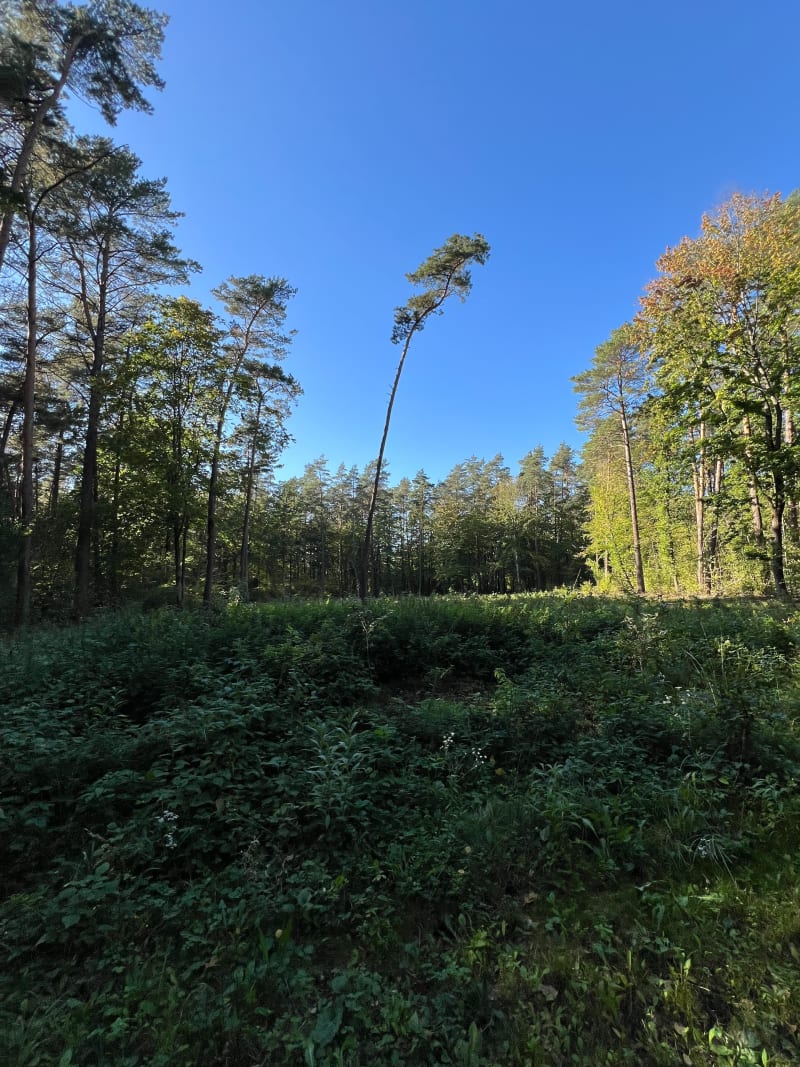 Przy lesie na dojlidach - Białystok