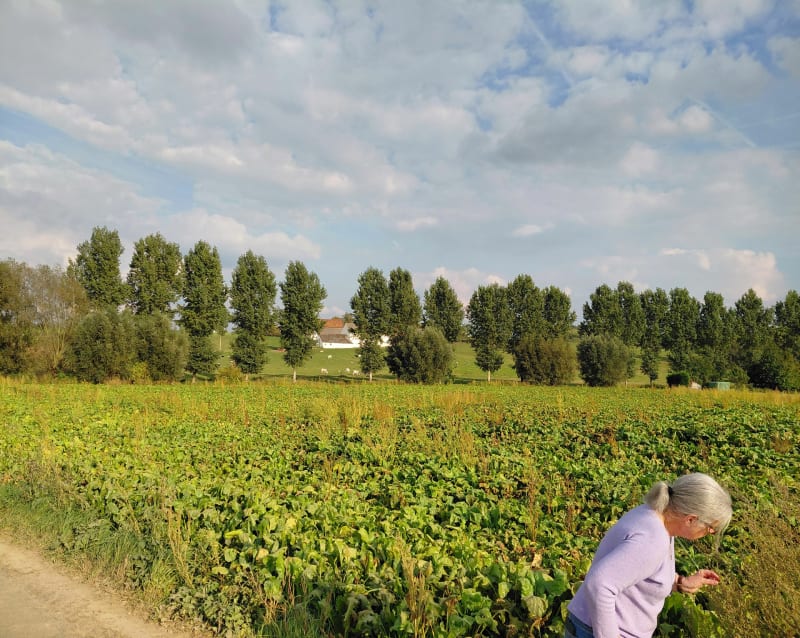 Tussen Bellengen en Bogaarden - Pepingen