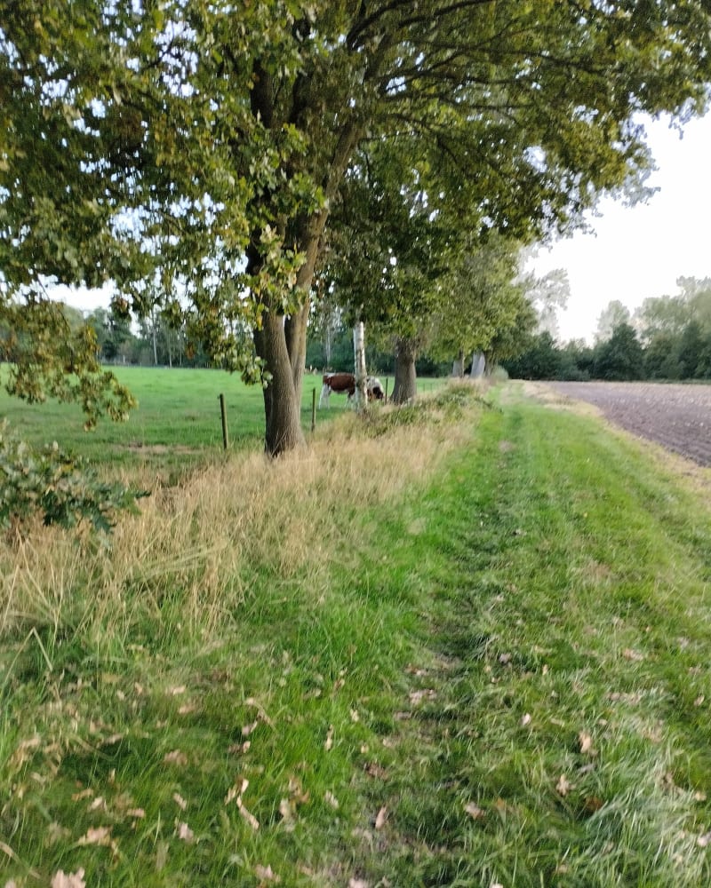 Fietsen naar de Spaanse les - Hasselt