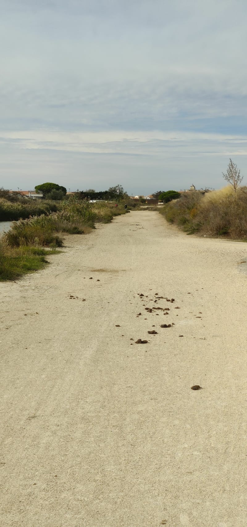 Gravel...à Saintes-Maries-de-la-Mer et Etang de la Vignolle - Saintes-Maries-de-la-Mer