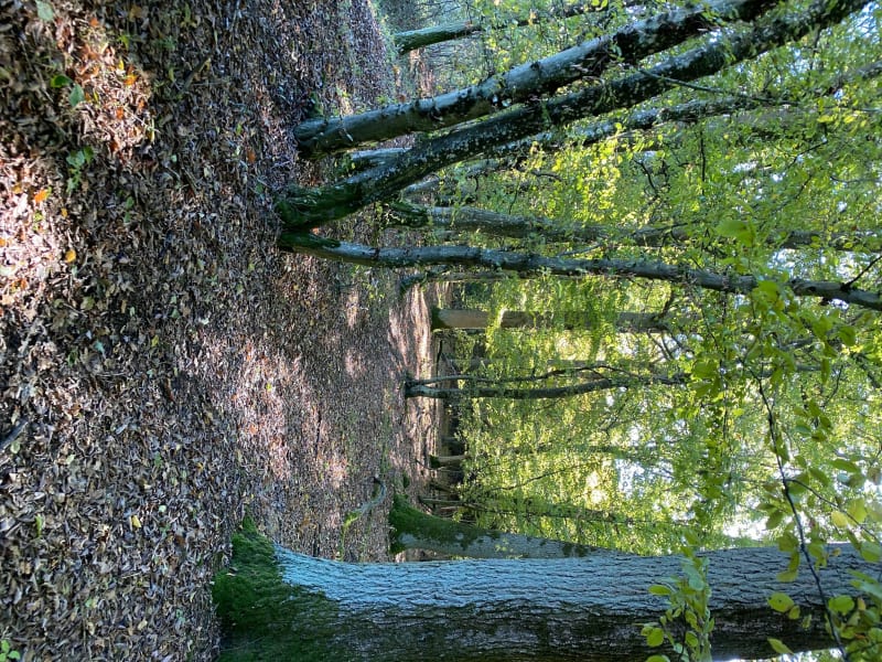 Entre champs et forêt à Courcelles sur Nied - Mécleuves