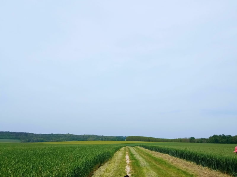Promenade dans les champs - Villethierry
