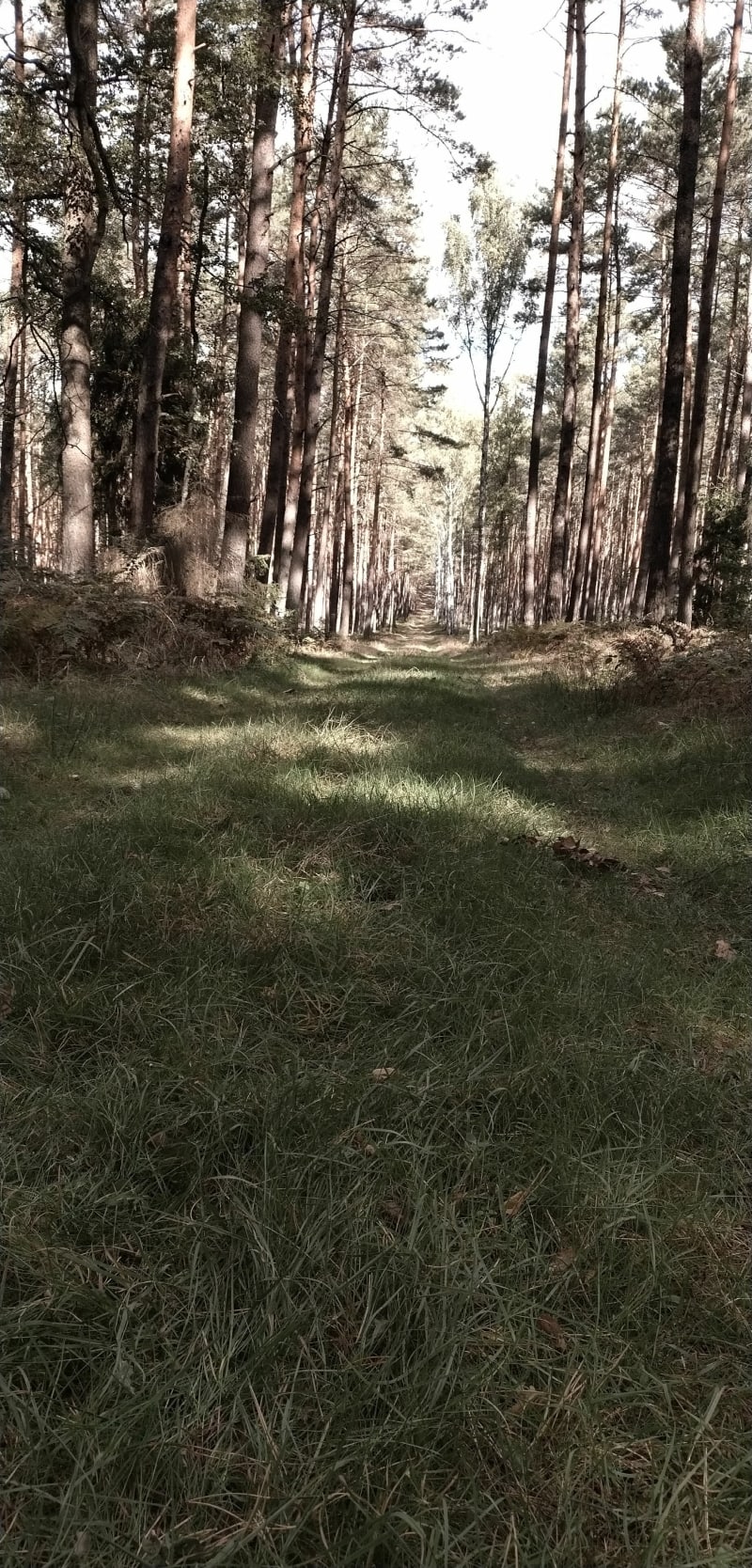 Dłutówek Spacer i Gora Swietej - Dłutówek