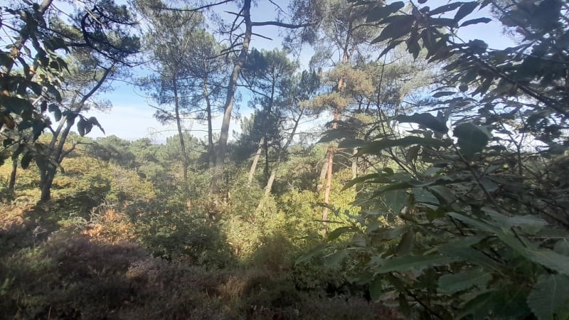 Chemin du vois de la fontaine de la Potinais et Beau Louise - Saint-Perreux