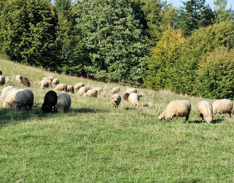 Beskid Śląski, Brenna, Trzy Kopce Wiślańskie. - Brenna