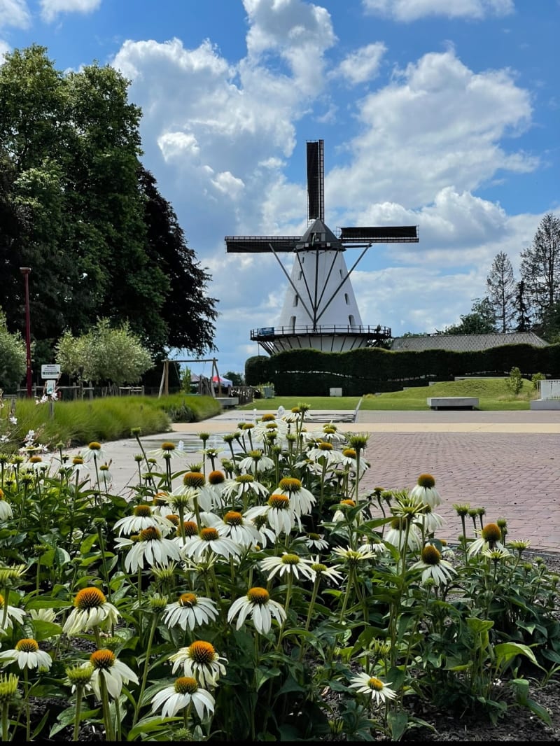 Molen/frijthout/bessem - Mortsel