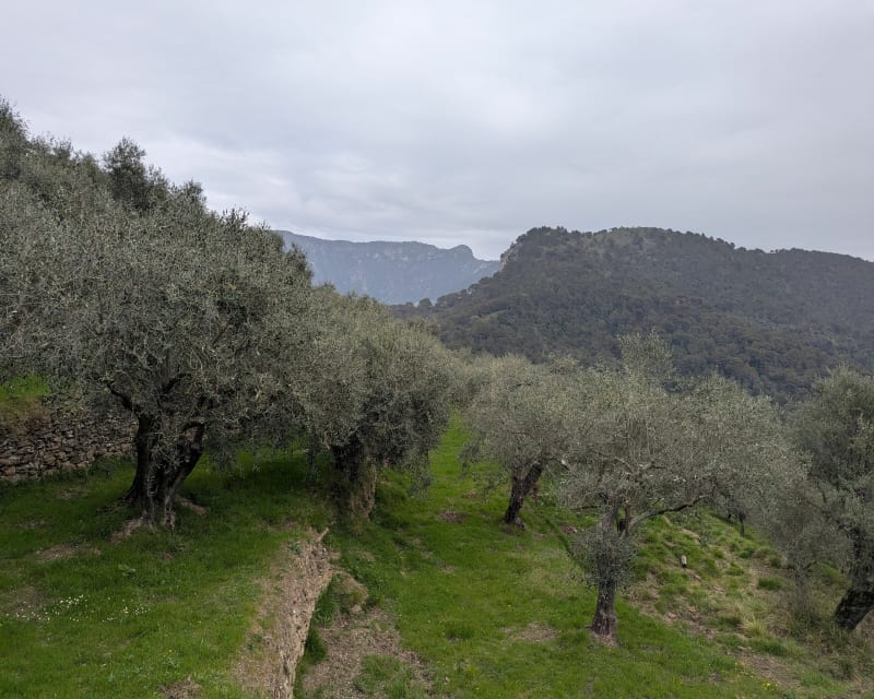 Boucle transfrontalière Olivetta - Piene Haute - Olivetta