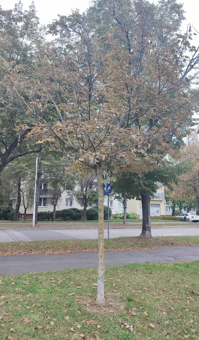 Na kawkę na Francuską - Warszawa