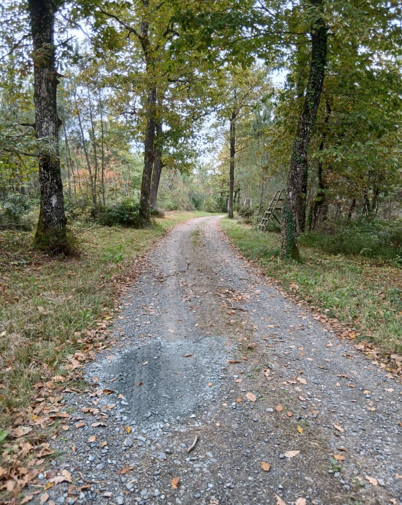 La Forêt, le sanctuaire Carolingien, à Cravant-les-Côteaux - Cravant-les-Côteaux