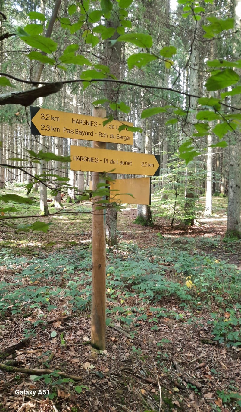Randonnée dans la forêt communale  de Hargnies - Hargnies