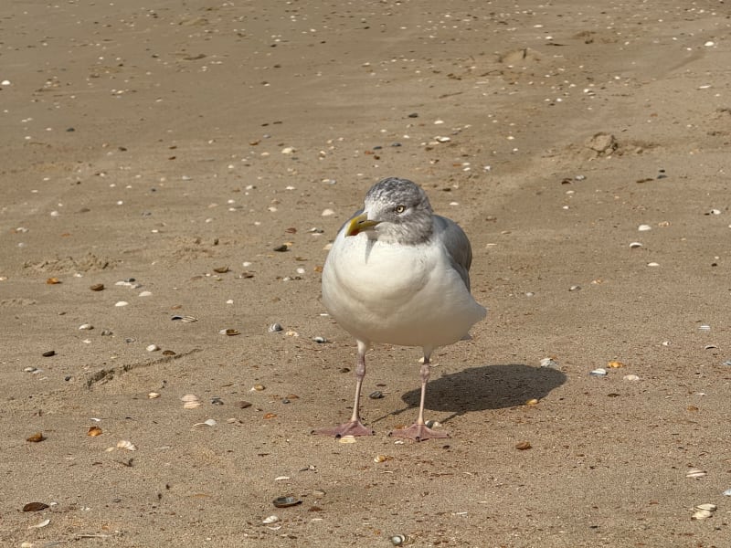 Van wijk naar Egmond - Wijk aan Zee