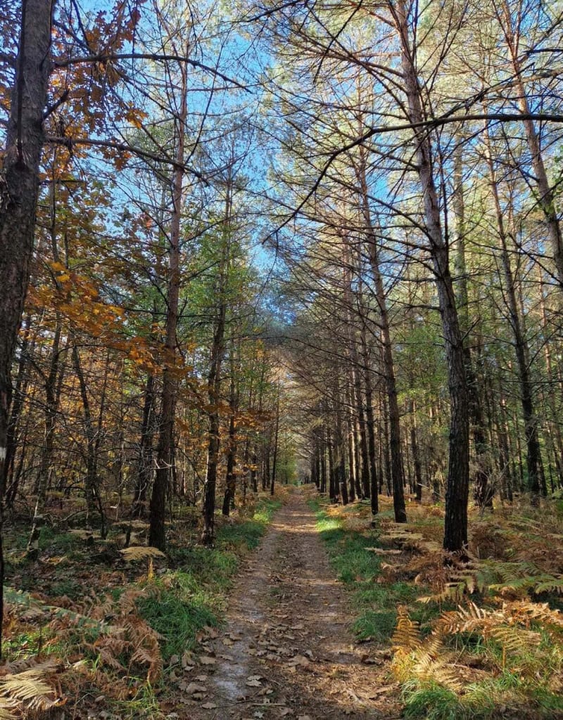Randonnée forêt du Gâvre : sentier feuillu entouré de longs arbres aux teintes vertes et orange.