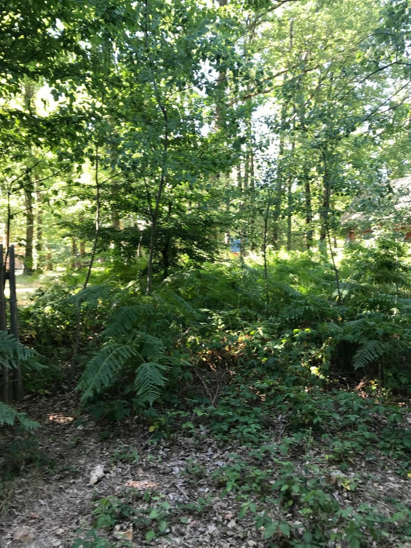 Forêt de Senonches au départ d’Huttopia - Senonches.