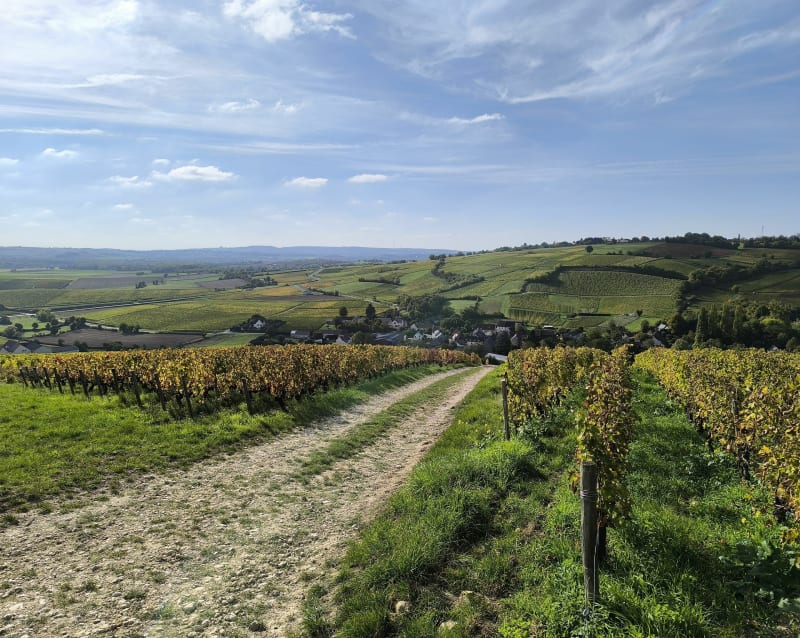 Balade dans les vignes autour de Crézancy-en-Sancerre, par Epsailles - Crézancy-en-Sancerre