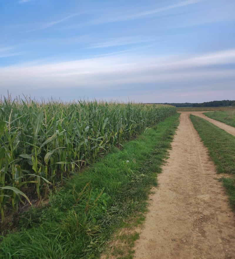 Promenade au milieu des champs de Boutigny - Boutigny-sur-Essonne