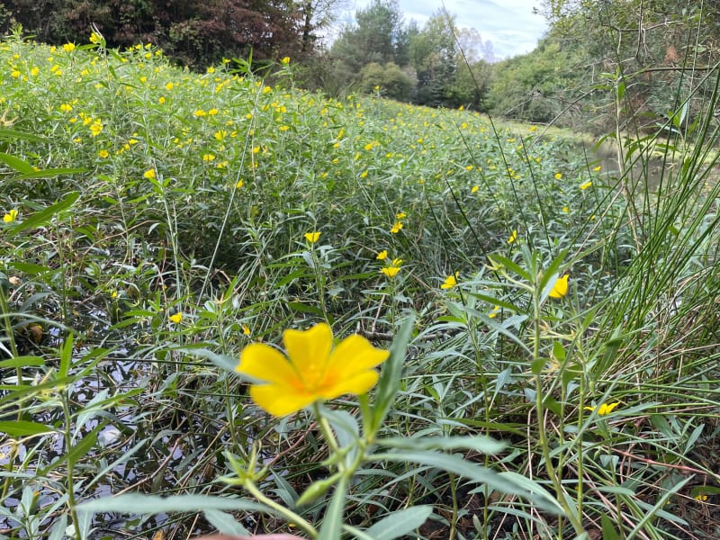 La boucle d’or depuis La Briquerie - La Ferté-Imbault