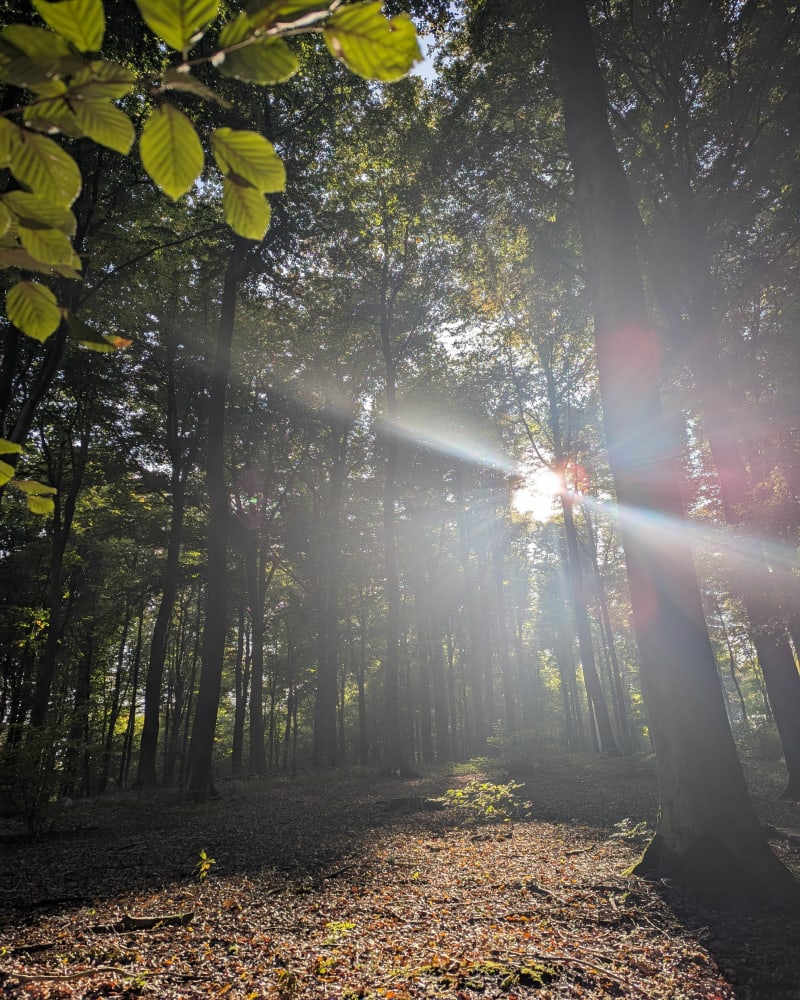 Korte wandeling in Vlaanderen - Maarkedal