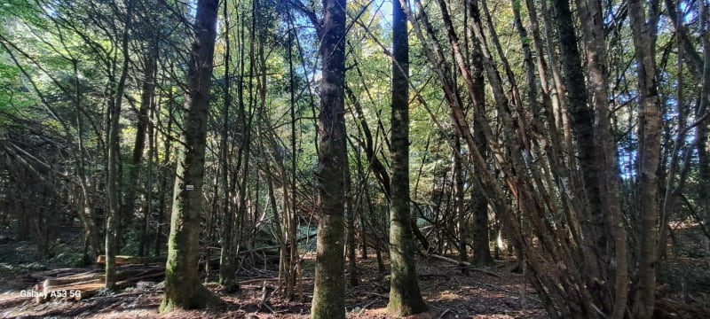 Sentier de la Guerre des Boutons - Landresse